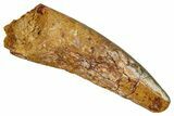 Fossil Spinosaurus Tooth - Real Dinosaur Tooth #344898-1